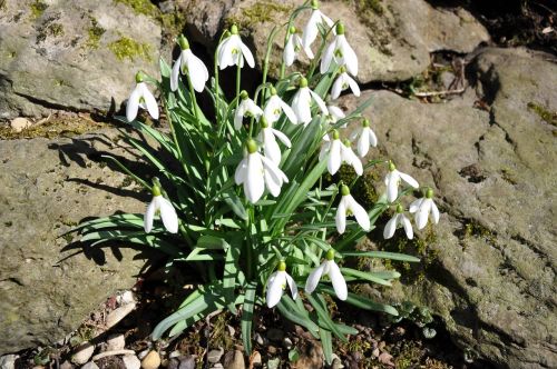 early spring snow spring flowers