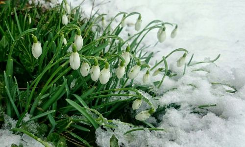 early spring snow snowdrops