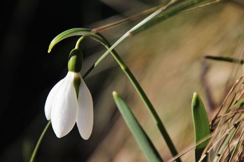 early spring  snowdrops  plant