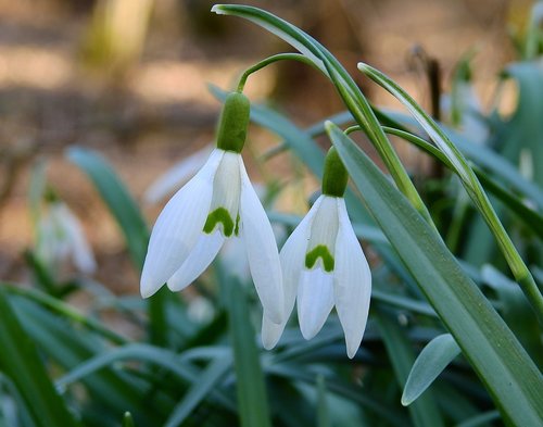early spring  snowdrops  nature