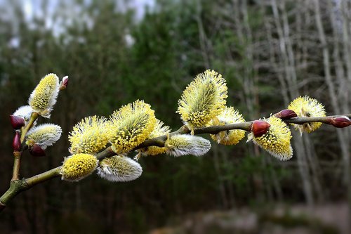 early spring  the basis of  sprig