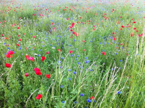 early summer meadow flowers