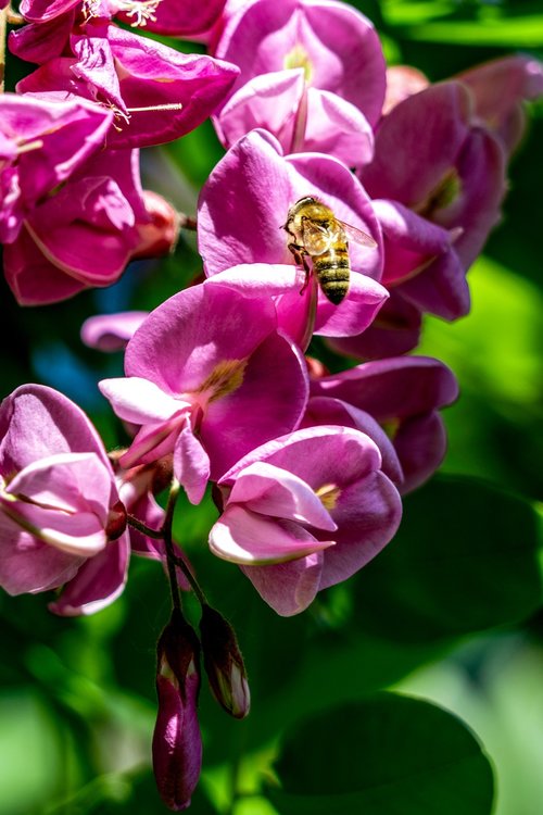 early summer  purple sophora flower