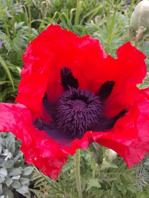 early summer flower red