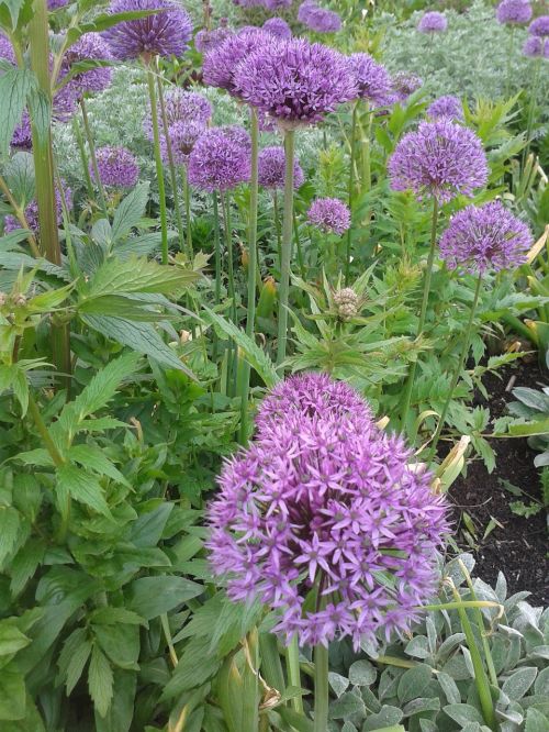 early summer flowers flower bed