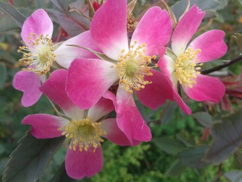 early summer park bush roses