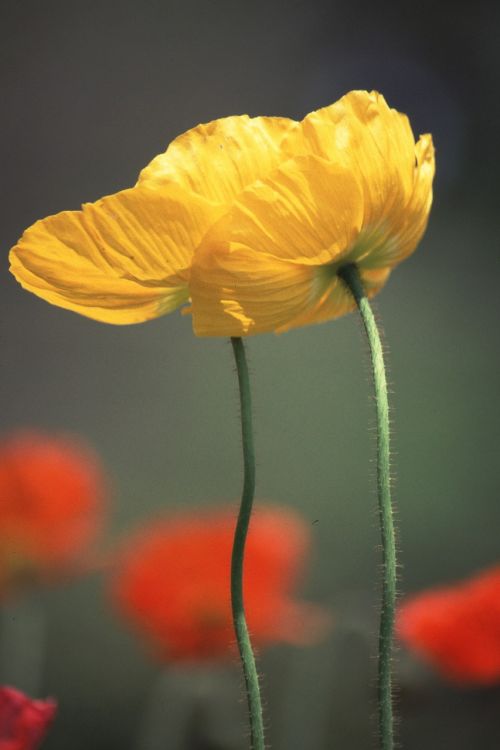 early summer flowers yellow flowers poppy