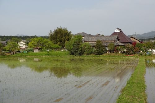 early summer landscape countryside paddy field