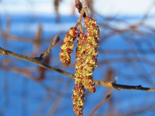 earrings  alder  macro