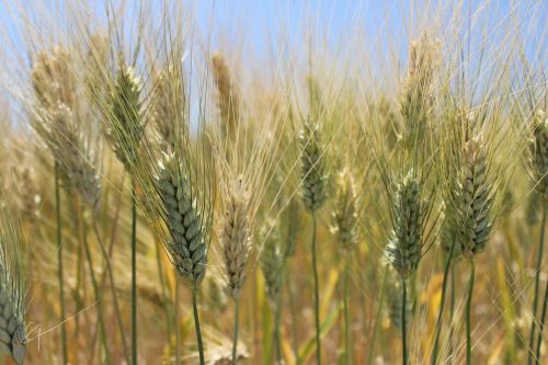ears wheat field