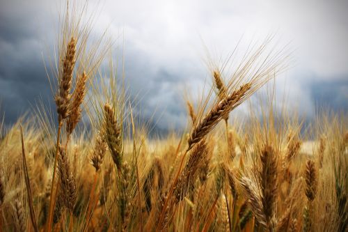 ears wheat thunderstorm