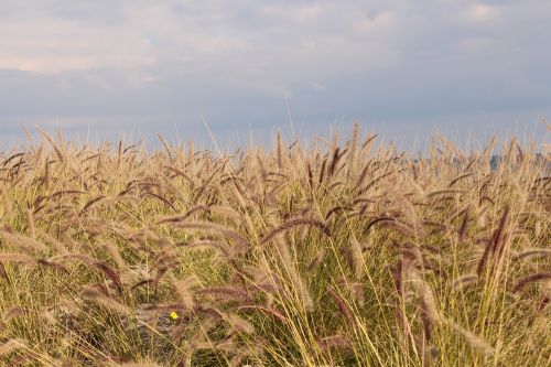 ears nature wind