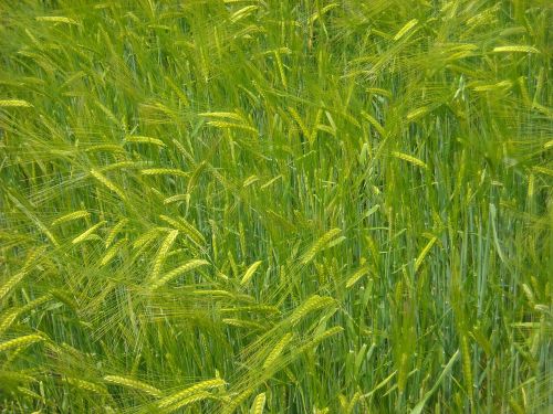 ears wheat field wheat