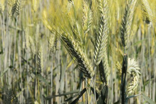 ears of corn close cereals