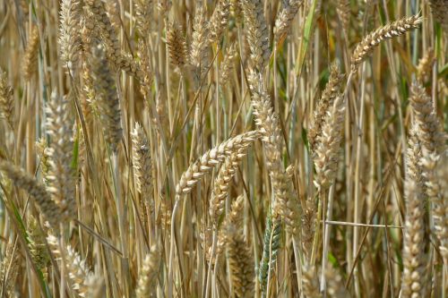 ears of wheat cereals agriculture