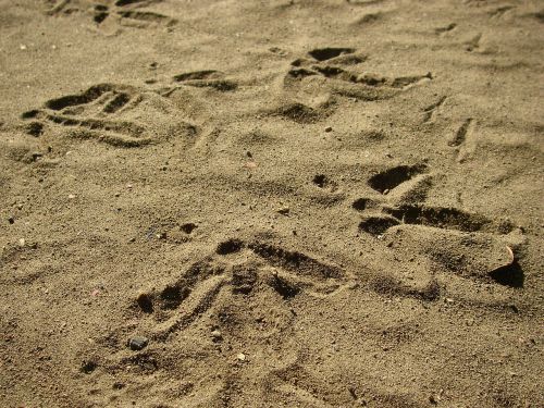 earth footprints nature