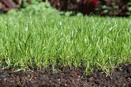 earth  grass  soil