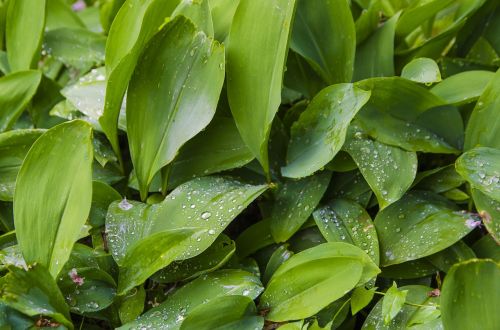 leaves green plant