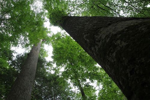 earth day trees tree