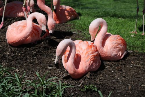 earth day flamingos nature