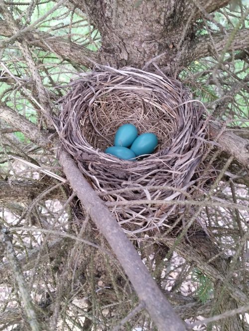 earth day bird nest eggs