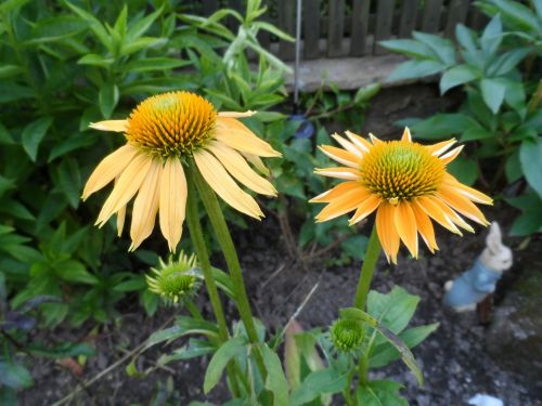 earth day flowers echinacea
