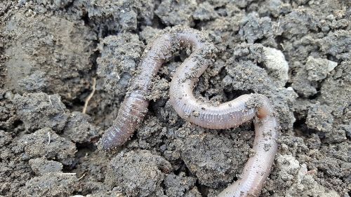 earthworm nightcrawlers soil