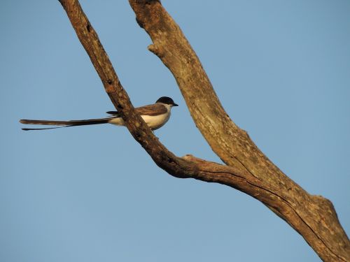 earwig bird nature