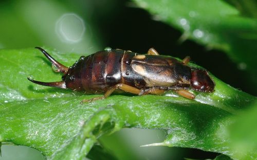 earwig insect forficula