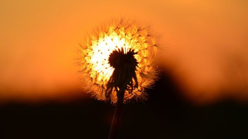 east sun dandelion