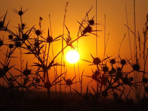 east sun thorns