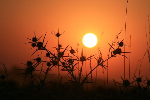 east sun thorns