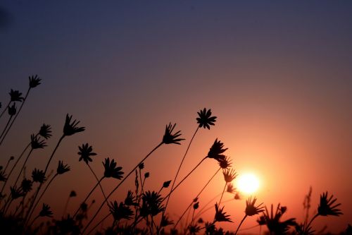 east sun flowers