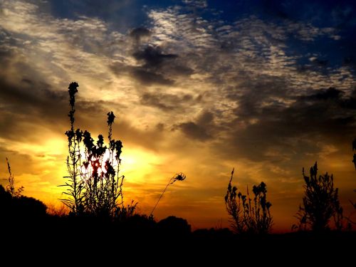 east flower cloud