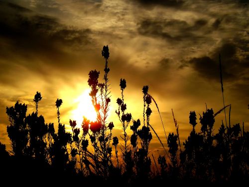 east flower cloud