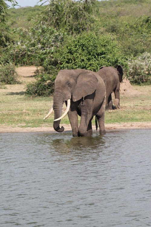 east africa  safari  kenya