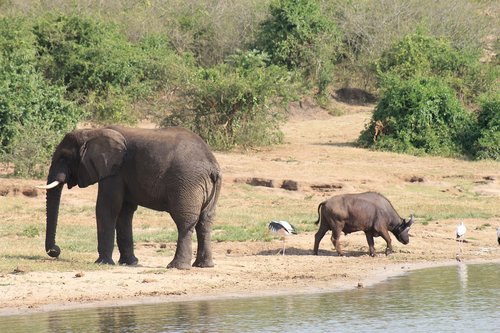 east africa  kenya  safari