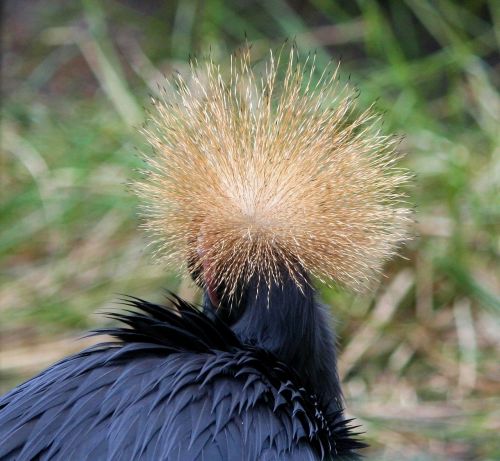east african crowned crane crowned national