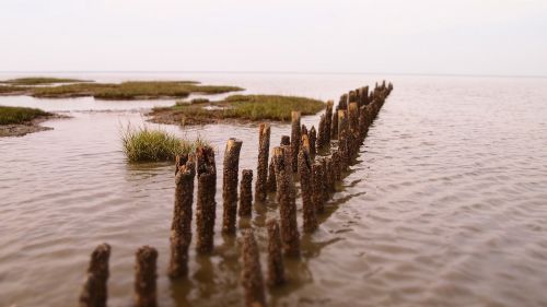 east frisia nature north sea