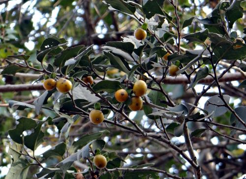 east indian ebony diospyros melanoxylon tendu