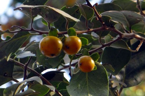 east indian ebony diospyros melanoxylon tendu