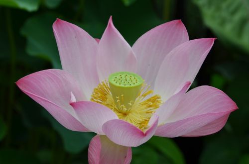 east indian sacred lotus flower lotus