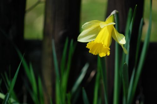 easter daffodil spring