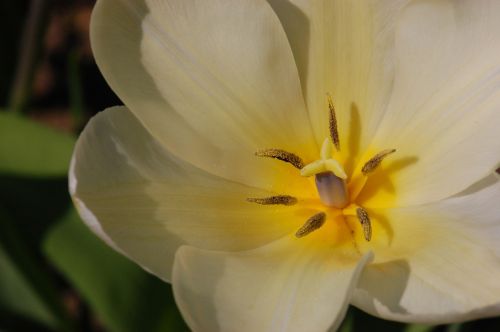easter tulip spring
