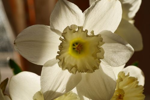 easter flower easter flower