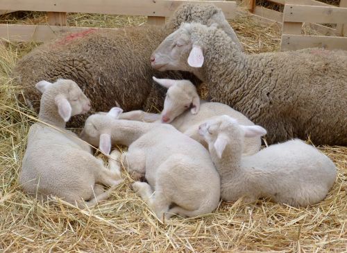 easter lamb pets