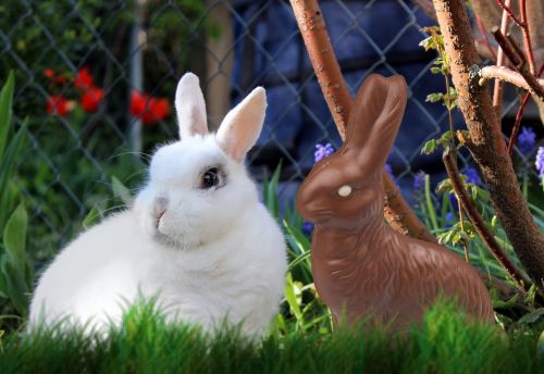 easter hare chocolate