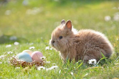 easter easter bunny egg