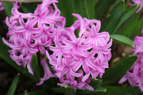 easter lilac easter flowers springtime