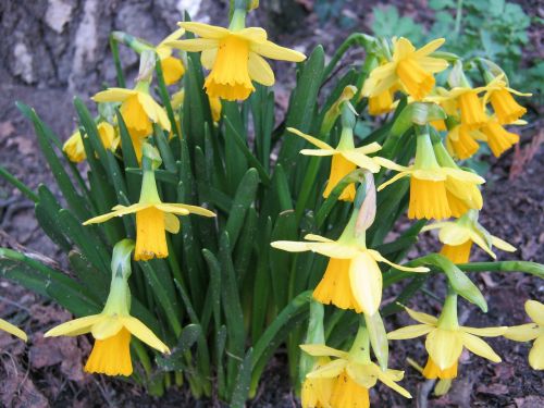 easter daffodils yellow
